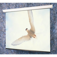 Draper 116341 Targa XL Series 210" NTSC Electric Projection Screen, Matt White XT1000E, 110V